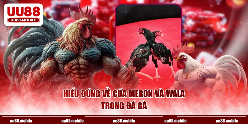 Hiểu đúng về cửa Meron và Wala trong đá gà